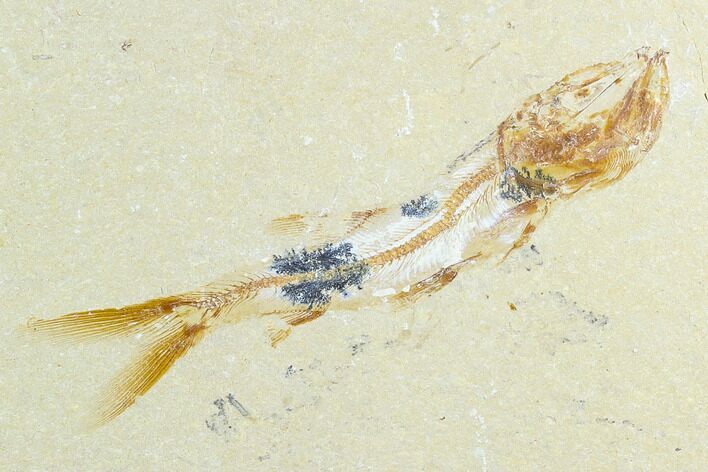 Fossil Fish (Davichthys) With Shrimp - Lebanon #124005
